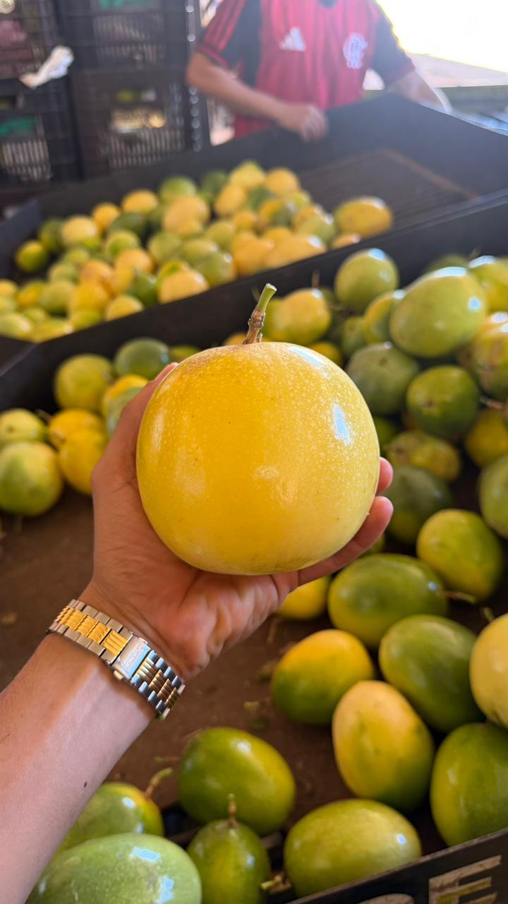 Maracujá amarelo conferido na mão antes da cotação comercial