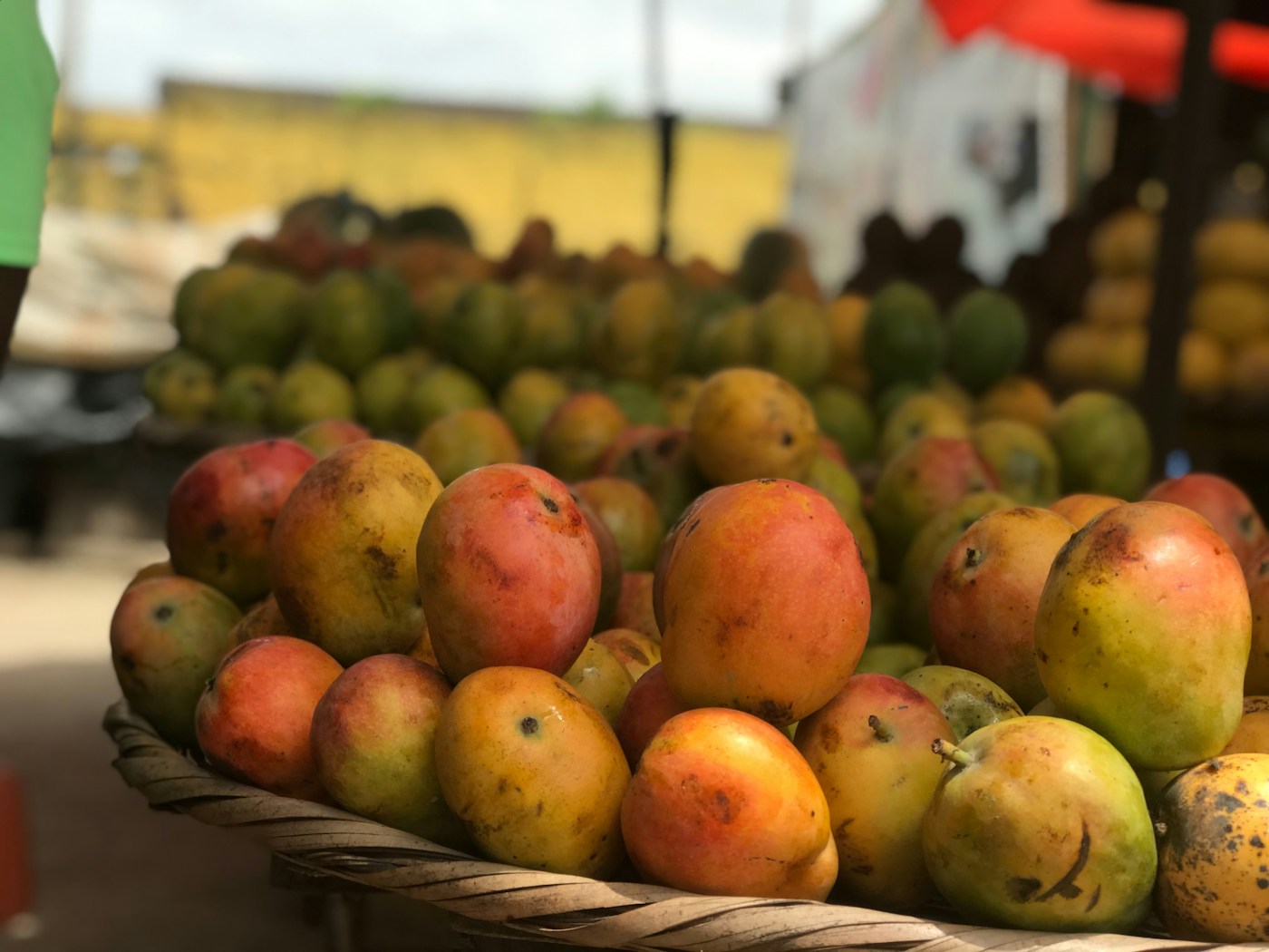Mangas maduras selecionadas para abastecimento de mercados e distribuidores
