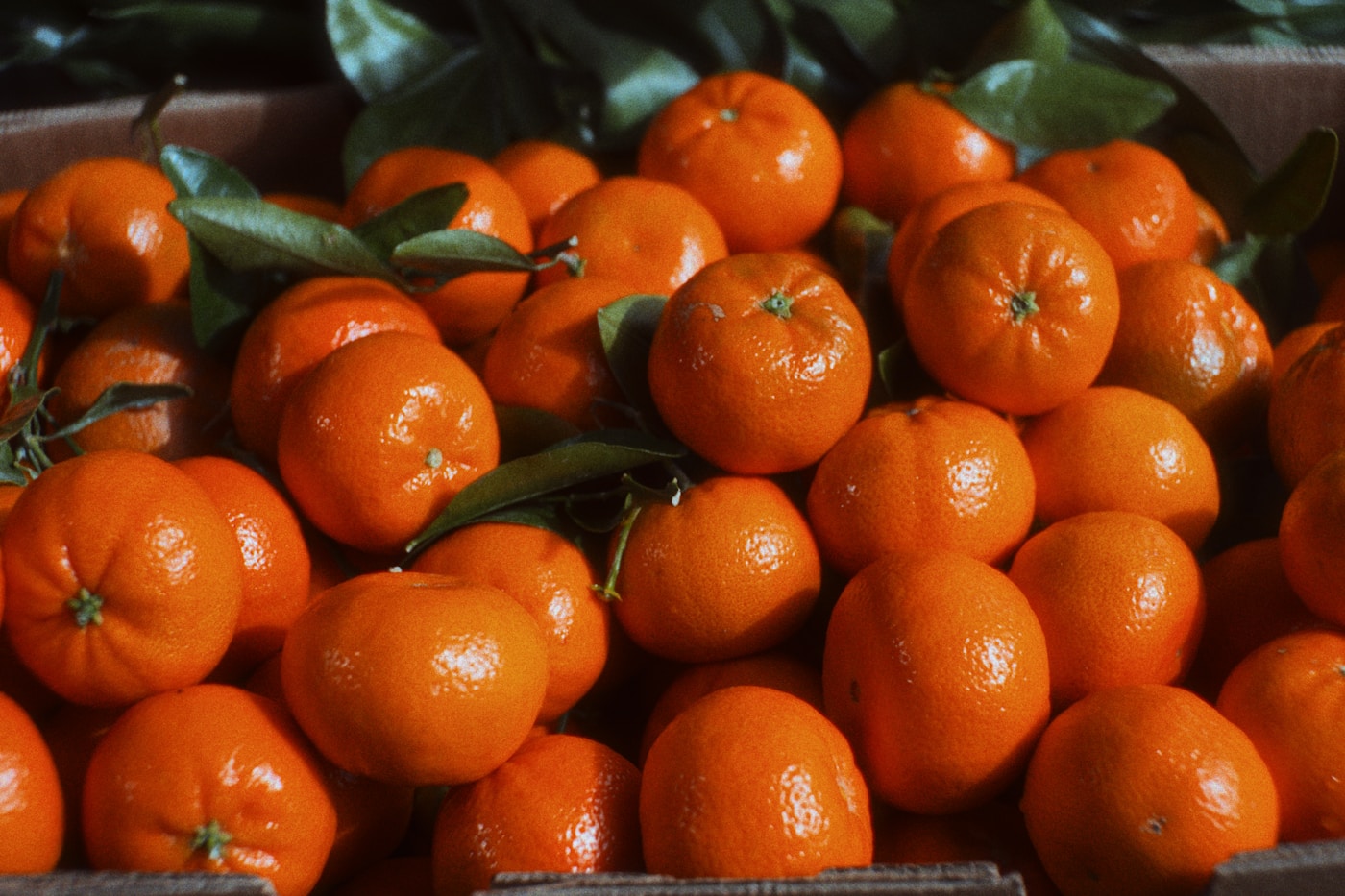 Tangerinas maduras selecionadas para venda comercial no período de safra